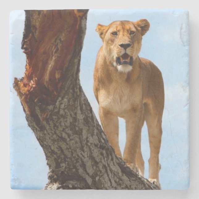 Lioness Stone Coaster (Front)