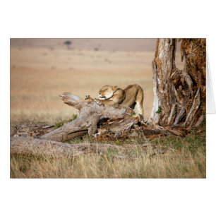 Lioness stretching