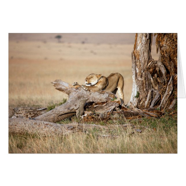 Lioness stretching (Front Horizontal)