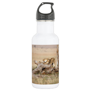 Lioness stretching 532 ml water bottle