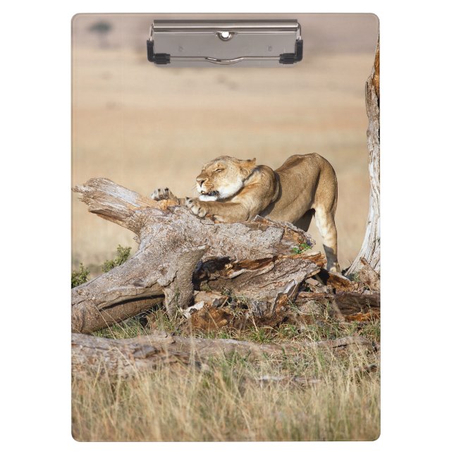 Lioness stretching clipboard (Front)