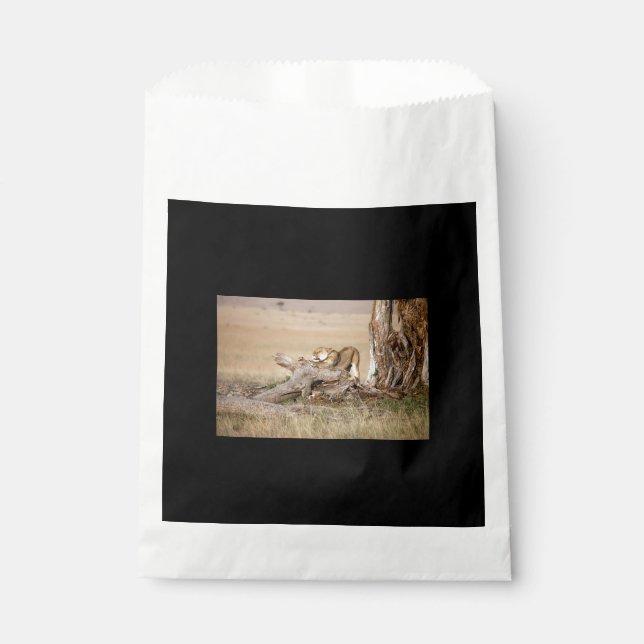 Lioness stretching favour bag (Front)