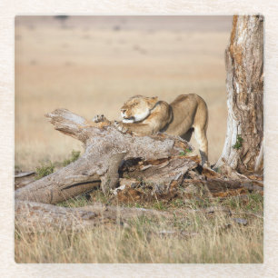 Lioness stretching glass coaster