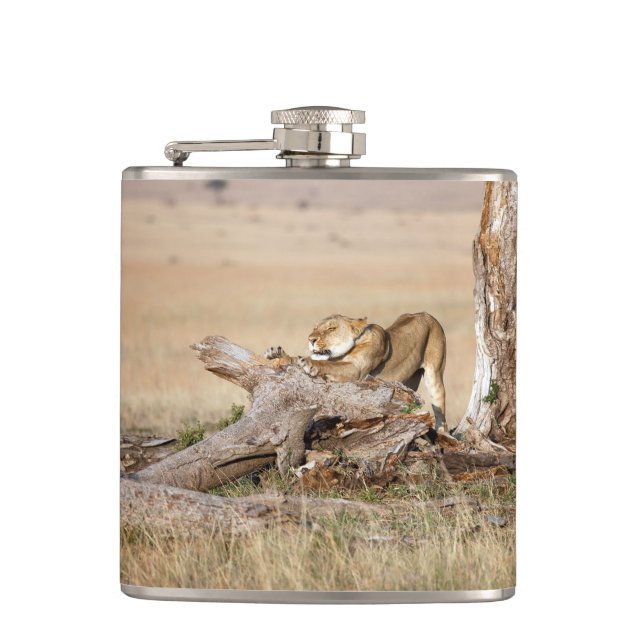 Lioness stretching hip flask (Front)