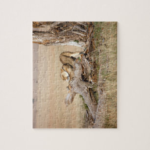 Lioness stretching jigsaw puzzle