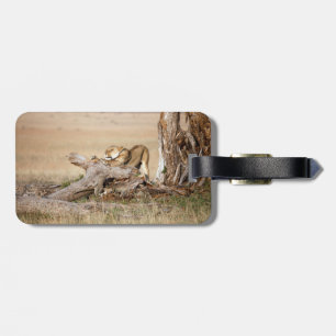 Lioness stretching luggage tag