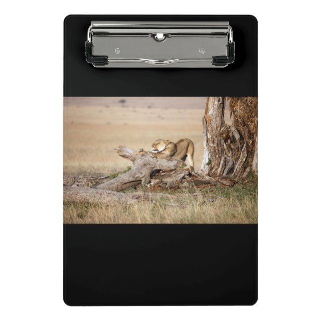 Lioness stretching mini clipboard (Front)