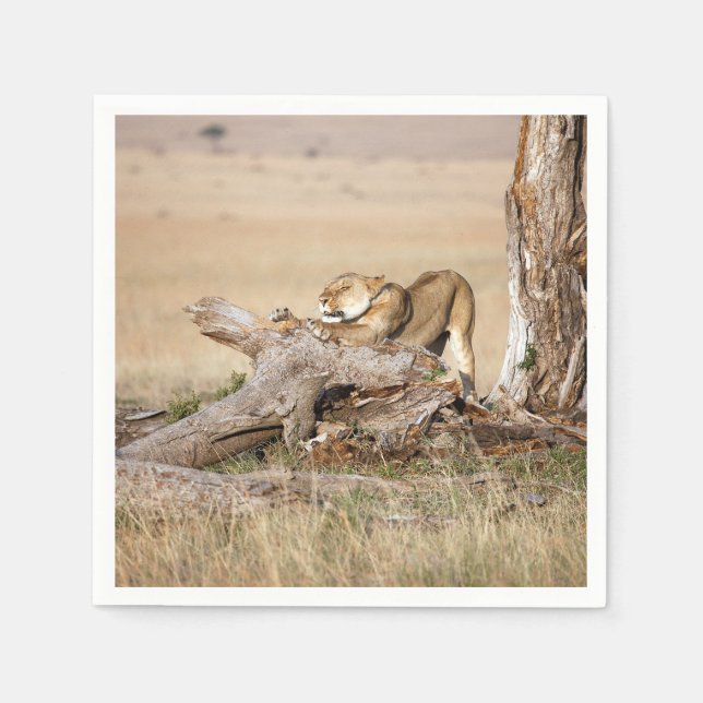 Lioness stretching napkin (Front)