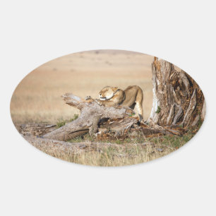 Lioness stretching oval sticker