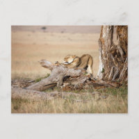 Lioness stretching
