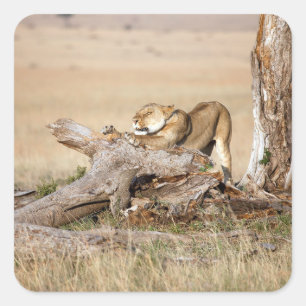 Lioness stretching square sticker