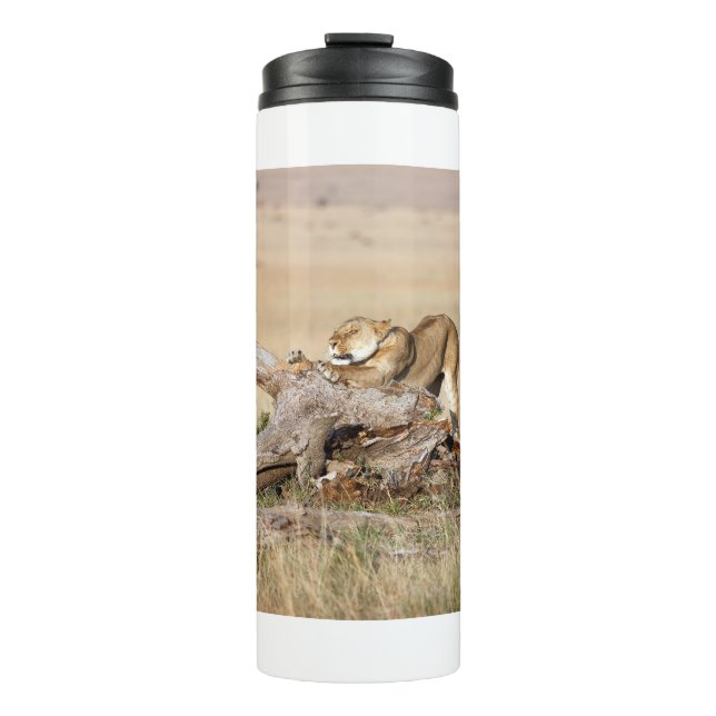 Lioness stretching thermal tumbler (Front)