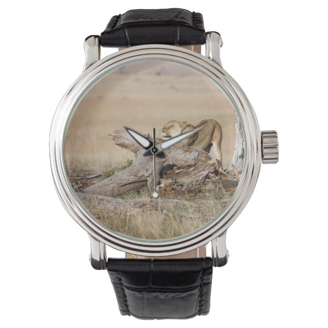 Lioness stretching watch (Front)