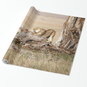 Lioness stretching wrapping paper