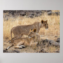 Lionesses at Rest — Guardians of the Pride