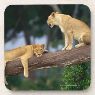Lionesses in a tree coaster