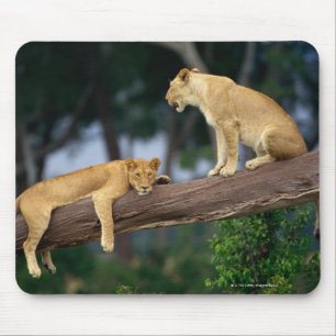 Lionesses in a tree mouse pad