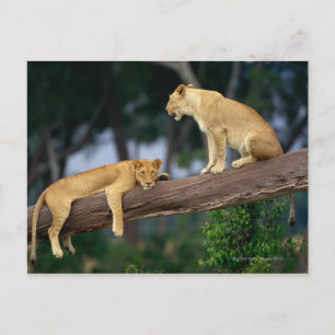 Lionesses in a tree postcard