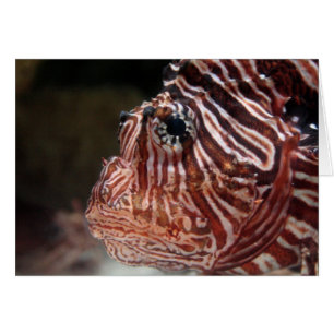 Lionfish