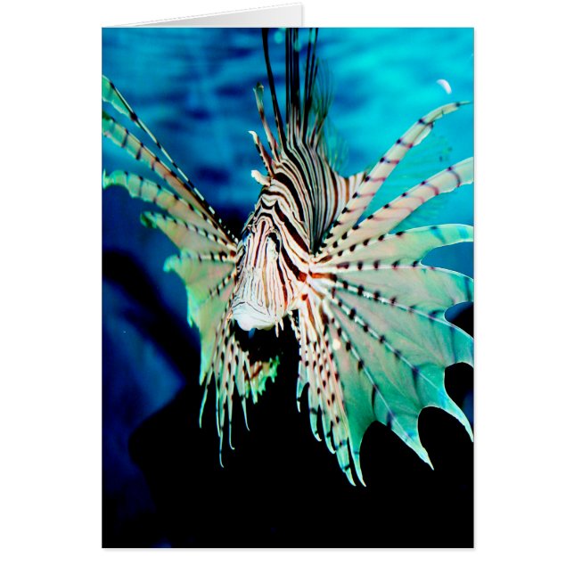 Lionfish Beauty (Front)