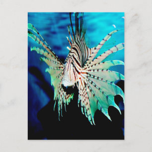 Lionfish Beauty Postcard