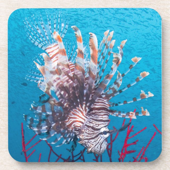 Lionfish Hard Plastic Coasters (set of 6) (Front)