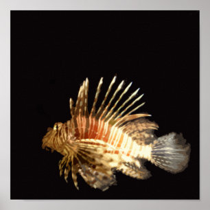 Lionfish in the dark poster