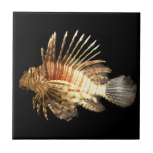 Lionfish in the dark tile