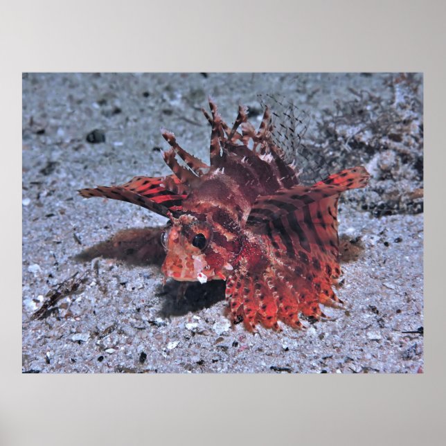 Lionfish in the Night Poster (Front)
