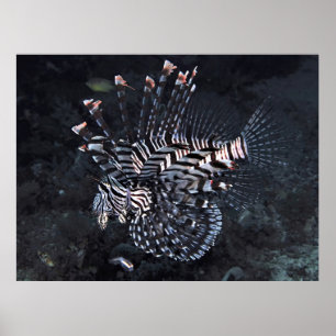 Lionfish of the Coral Triangle Poster