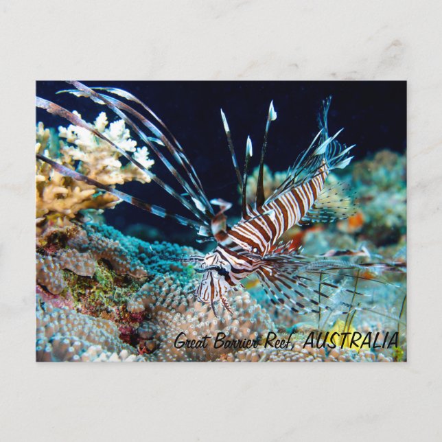 Lionfish on the Great Barrier Reef Postcard (Front)
