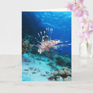Lionfish or Pterois Miles, Ocean Reef Fish Card