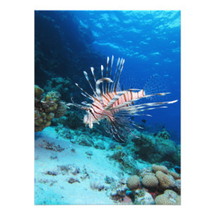Lionfish or Pterois Miles, Ocean Reef Fish Photo Print