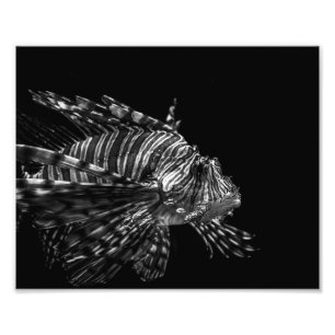 Lionfish – Photo Print