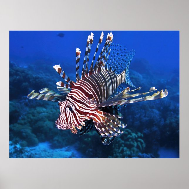 Lionfish Portrait Poster (Front)
