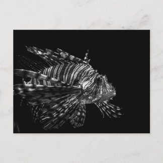 Lionfish – Postcard