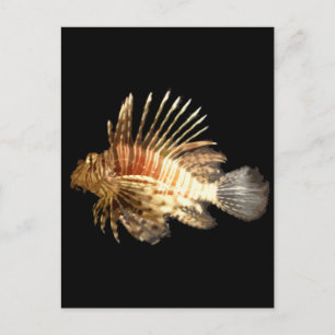 Lionfish Postcard