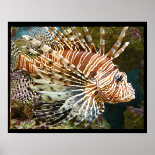 Lionfish Poster