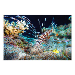 Lionfish Print