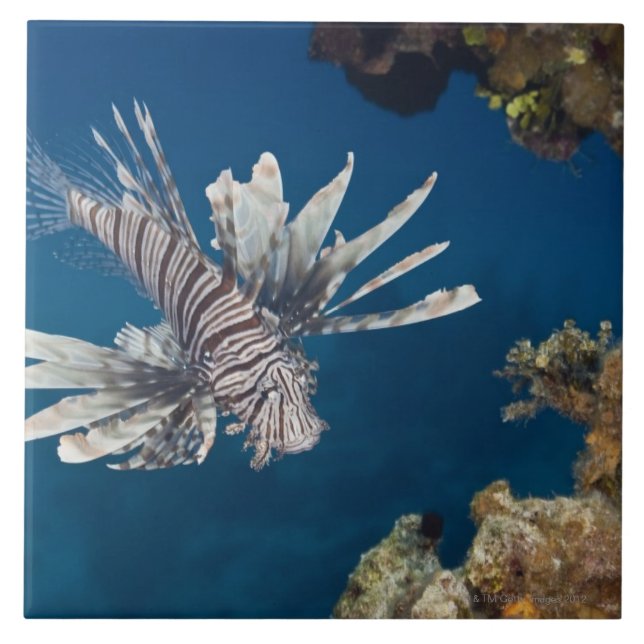 Lionfish (Pterois volitans) swimming over Ceramic Tile (Front)