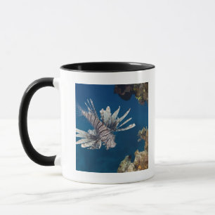 Lionfish (Pterois volitans) swimming over Mug