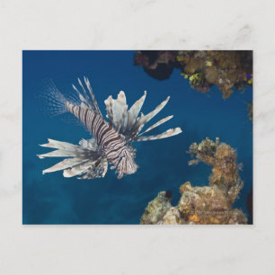 Lionfish (Pterois volitans) swimming over Postcard