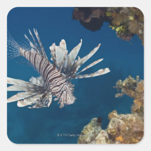 Lionfish (Pterois volitans) swimming over Square Sticker