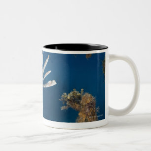 Lionfish (Pterois volitans) swimming over Two-Tone Coffee Mug