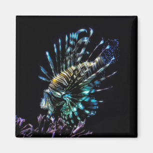 Lionfish swims magnet