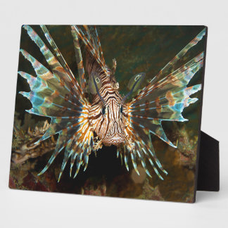 Lionfish up close! Very close and intense photo |  Plaque