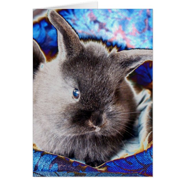 Lionhead Baby Bunny (Front)