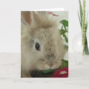 Lionhead Bunny All Occasions Card