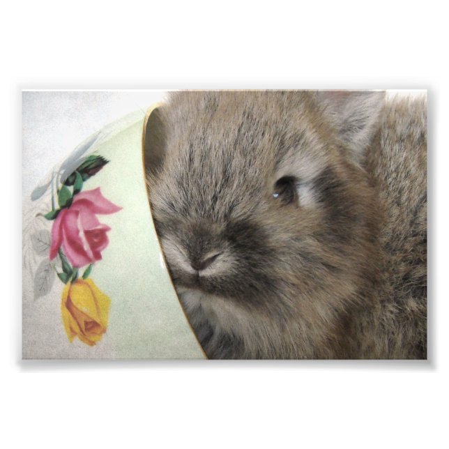 Lionhead Bunny and Teacup Photo Print (Front)