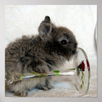 Lionhead Bunny and Wineglass